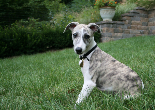 Welpe trägt braunes Lederhalsband mit Schnalle – ideal für die Wachstumsphase