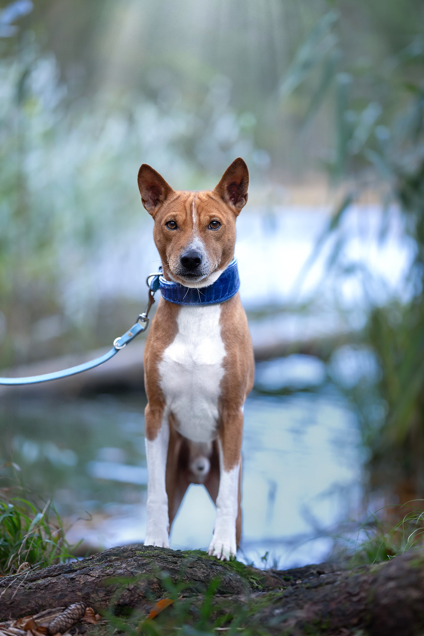 Basenji trägt Straußenbeinlederhalsband mit passender Fettlederleine in blau