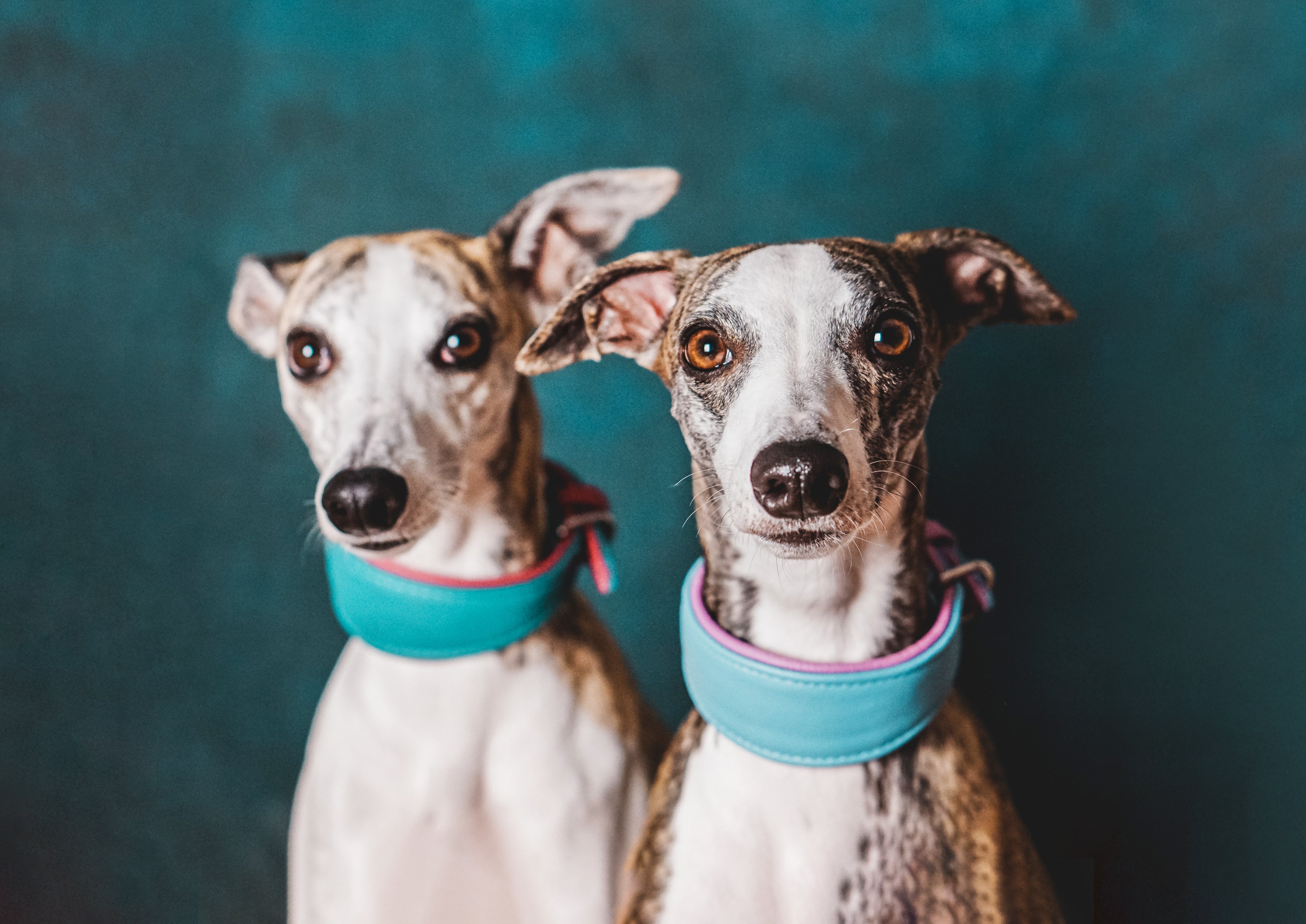 Whippets mit bunten und weichen Lederhalsbändern von Nikala Design
