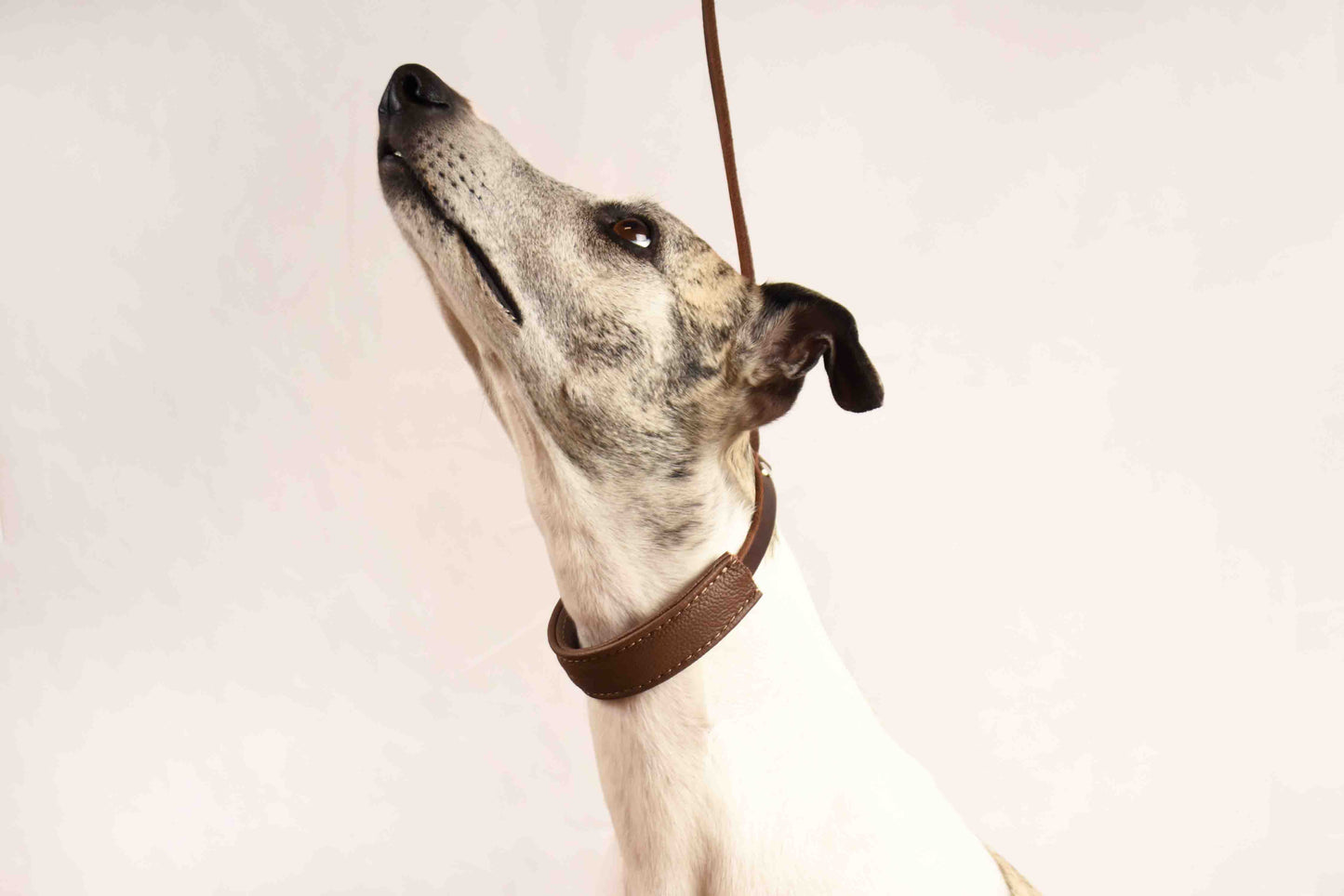 SHOW Ausstellungsleine mit Kehlkopfschutz | Showleine für Hunde