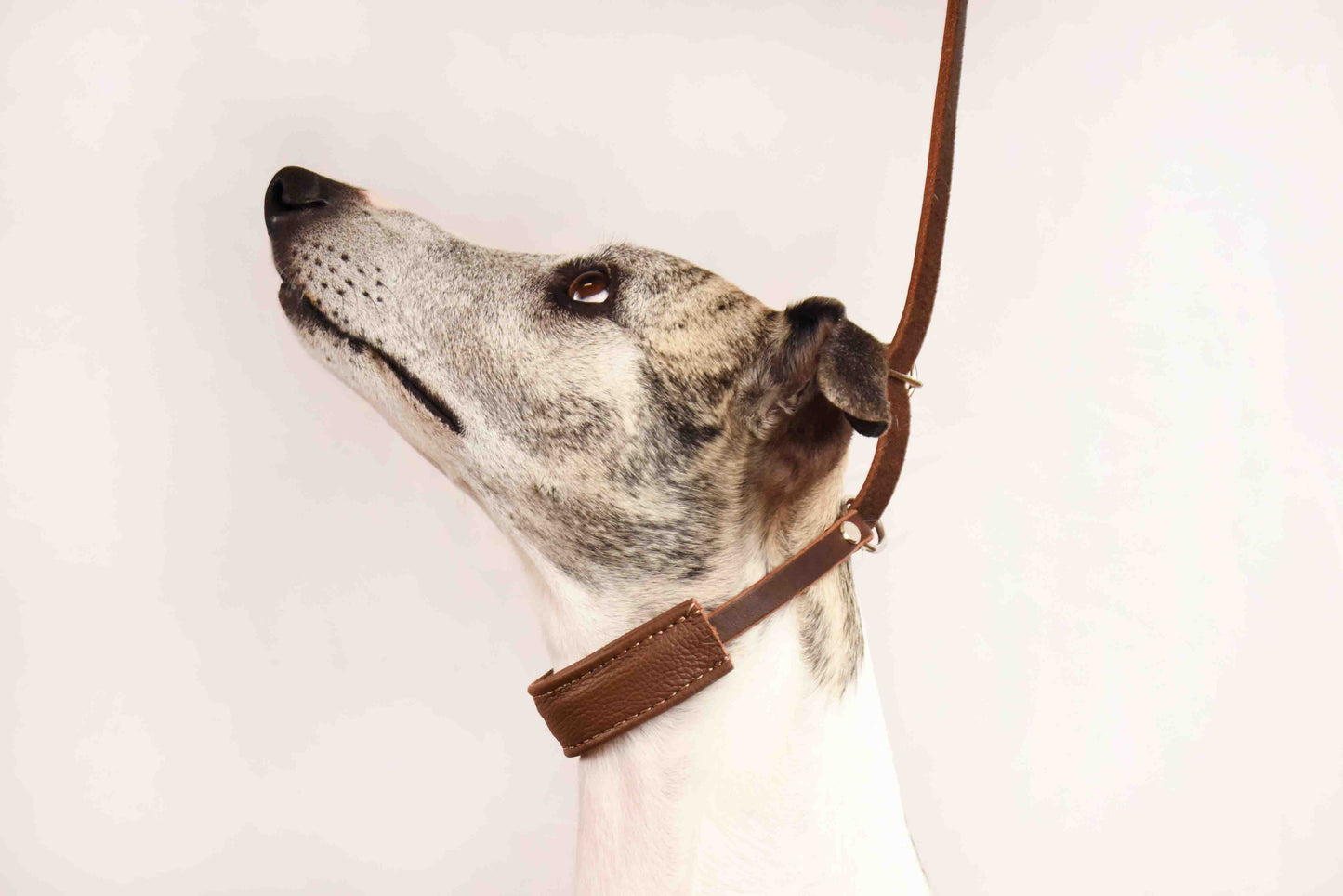 SHOW Ausstellungsleine mit Kehlkopfschutz | Showleine für Hunde